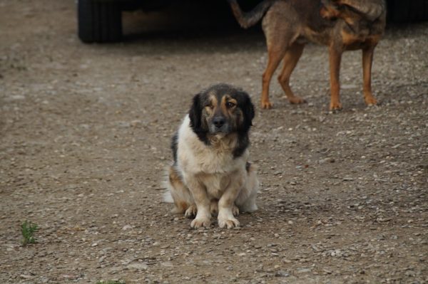 KOKUM (KEHILAN) - reserviert TH Lingen - vermittelt – Bild 4