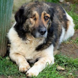 KOKUM (KEHILAN) - reserviert TH Lingen - vermittelt