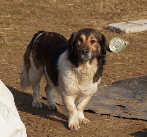 KOKUM (KEHILAN) - reserviert TH Lingen - vermittelt – Bild 5