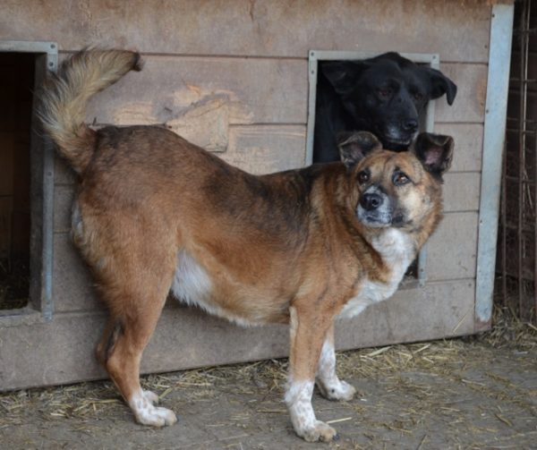 KONTIKI - reserviert Betty - vermittelt – Bild 5