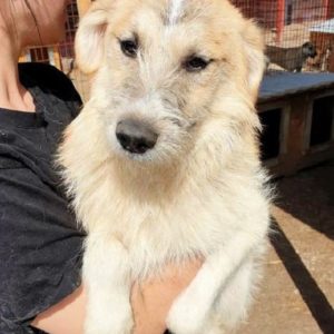 KOVU - reserviert Tierhilfe Lebenswert DR - vermittelt