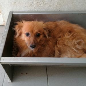 KÜMML - reserviert Tierhilfe Lebenswert DR - vermittelt