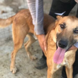 LACANO - reist auf PS in PLZ 3 - SE - vermittelt