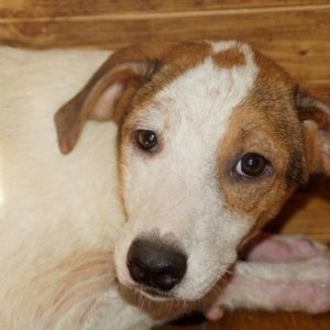 LAIKA - reserviert NadineH vermittelt