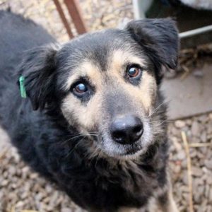 LAJOS - reserviert für TINO - vermittelt