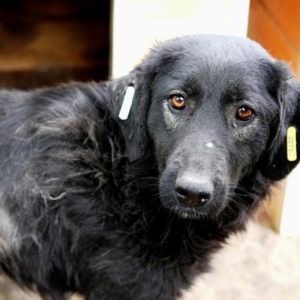 LARA - reserviert Hundescheune Fläming - vermittelt