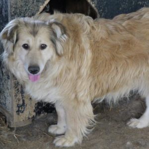 LARISSA - vermisst 11/2021