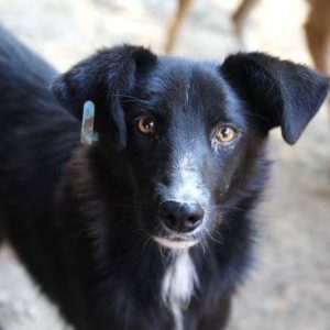 LASSEN - reserviert für Tierhilfe Lebenswert vermittelt