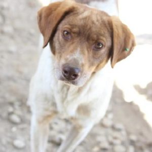 LASSIE - reserviert Tierhilfe Lebenswert DR - vermittelt