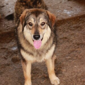 LATISHA - auf Pflegestelle in PLZ 2 - vermittelt