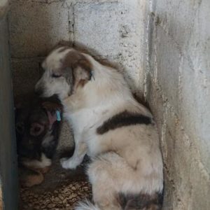 LELU - vermisst 05/2022