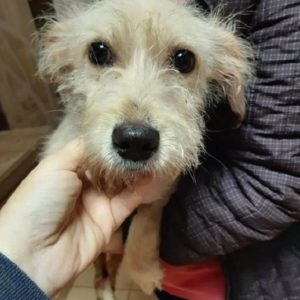 LEMONE - Hinterhand gelähmt - reserviert NadineH - vermittelt