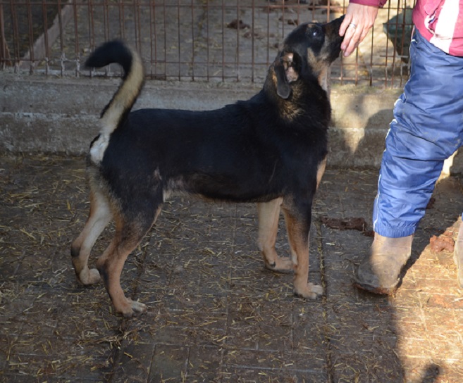 LEOPOLD - reserviert TH Verlorenwasser - vermittelt – Bild 5