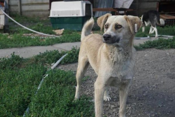 LEVIA - seit mind. 2019 im Shelter - ausgereist zur Tierhilfe Lebenswert – Bild 6