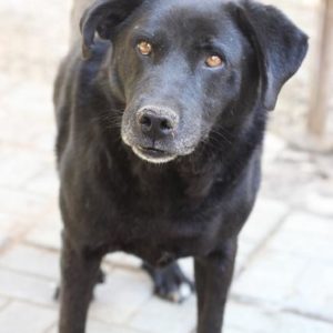 LEWIN - vermisst 11/2021