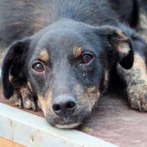 LIAM (SUCKIE) - RBB 15.06.2022