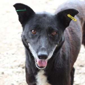 LIANA - Notfall - Mobbingopfer - reserviert IH NZ - vermittelt