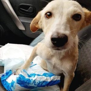 LIBBY - verbleibt auf ihrer Pflegestelle