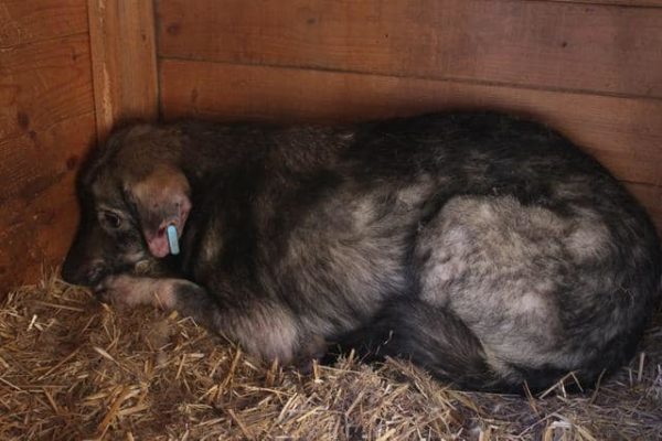 LILJA - Notfall - schwache Hinterhand, komplett verfilzt - reserviert Tierhilfe Lebenswert DR - vermittelt – Bild 4