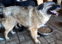 LILO - reserviert PVA - vermittelt – Bild 3