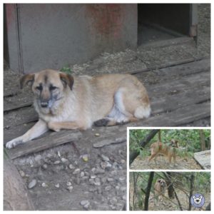 LILOU - vermisst 08/2021