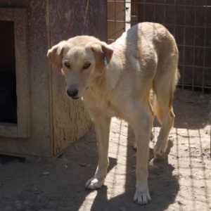 LINNE - reserviert THL DogR - vermittelt