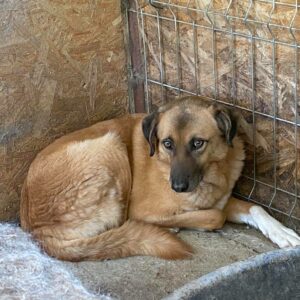 LINO - reserviert (Tine) - vermittelt