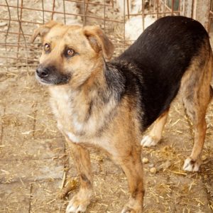 LIZZY - auf Pflegestelle in PLZ 5 - vermittelt