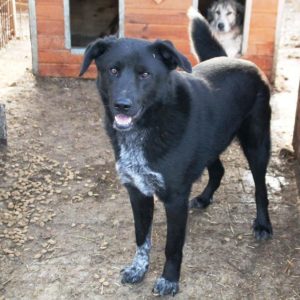 LOOMES - reserviert Manuela - ausgereist