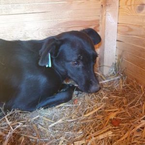 LOORA - reserviert NadineH - vermittelt