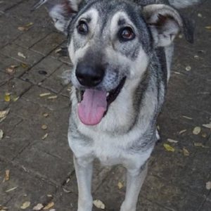 LUCIEN - auf Pflegestelle in PLZ 6 - vermittelt