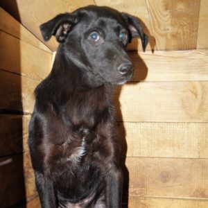 LUIGI (FREKI) - vermisst (seit 2021)