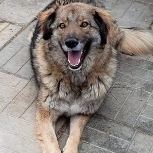 LUKYS - reserviert Manuela - vermittelt