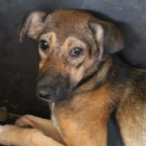 LUPINE - vermisst 09/21