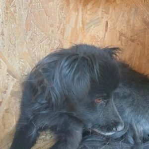 LYAH - reserviert Tierhilfe Lebenswert DR - vermittelt