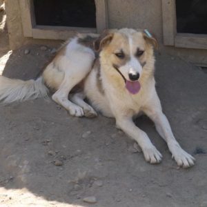 LYLA - reserviert THL DogR (NadineZ 12/20) - vermittelt