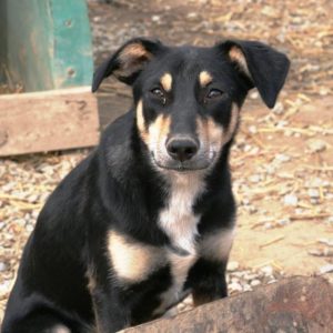 LYRIA - vermisst 08/2021