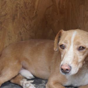 LYSANTO - vermisst 08/21