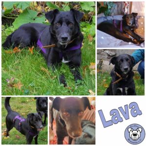 Lava in 38875 Elbingerode im Harz