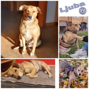 Ljuba in 96052 Bamberg