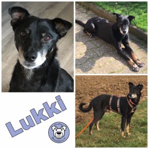 Lukki in 75177 Pforzheim