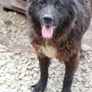 MADELEINE - reserviert Tierhilfe Lebenswert DR - vermittelt