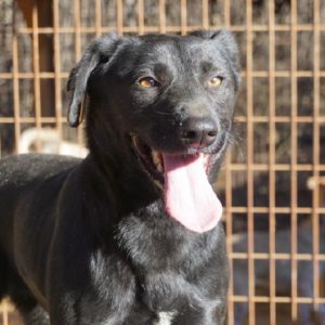 MADIA - reserviert ES Alina - vermittelt