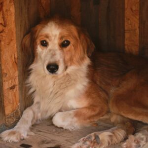 MADLEN - reserviert Second Chance Dogs vermittelt