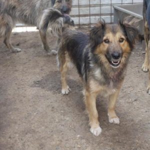 MAKI - reserviert Tierhilfe Lebenswert DR - vermittelt
