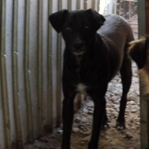 MALINE - reserviert Tierhilfe Lebenswert DR - vermittelt