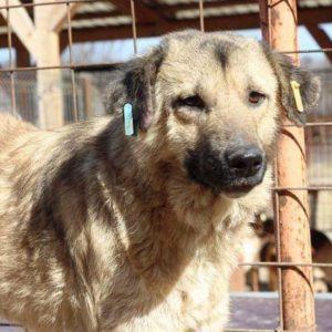 MARIUS - vermisst 08/2021