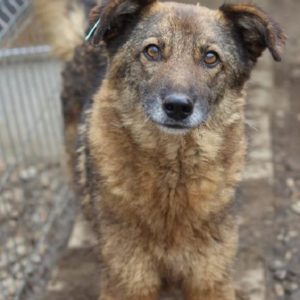 MARLA - reserviert Tierhilfe Lebenswert DR - vermittelt