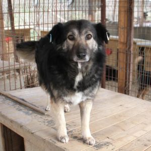 MARLENE - auf Pflegestelle in PLZ 4 - vermittelt