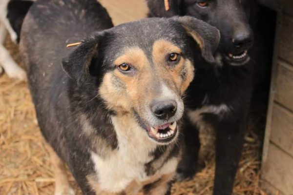 MARLI - reserviert Tierhilfe Lebenswert DR - vermittelt – Bild 3